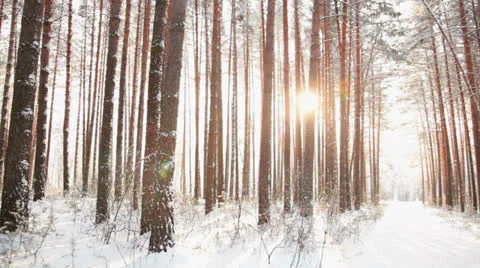 Driving on a forest path  Stock Footage 23513361