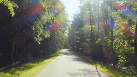 Driving on a forest road Stock Footage 64766985