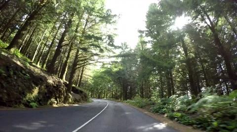 Driving in Forest, Subtropical Video stock 58587177