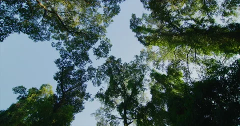 Driving Gimbal Shot Of Trees Through Angkor, Siem Reap, Cambodia Stock Footage 151178184
