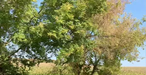 Driving by Golden Fields Stock Footage 162860075