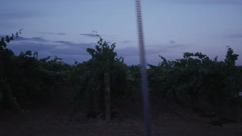 Driving by Grape Vineyards at dusk Stock Footage 105318049