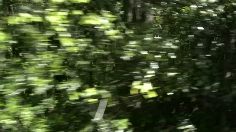 Driving by green foliage fast Vidéo 92582676