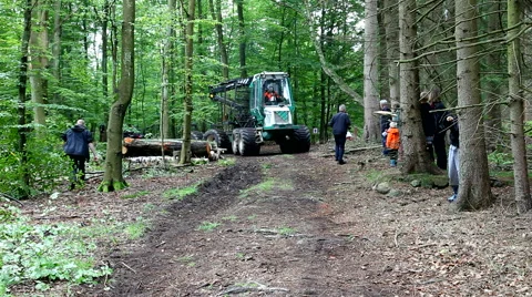 Driving heavy industrial machine through the forest to fetch felled trees Video stock 41752877