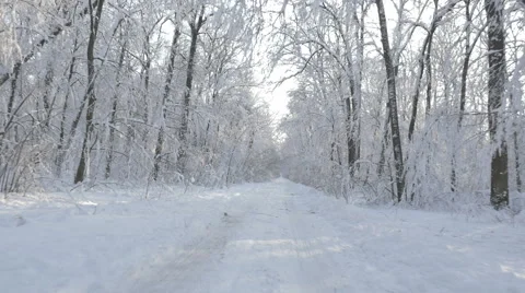 Driving on a hidden path in the snow covered forest in winter Stock Footage 59563780