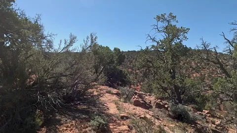 Driving high mountain desert juniper tree forest Utah POV 4K Stock Footage 307736500