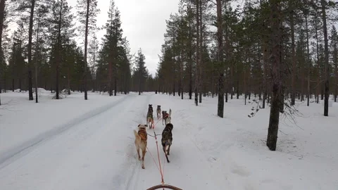 Driving a husky sled pulled by huskies in Lapland through a forrest Stock Footage 149395965