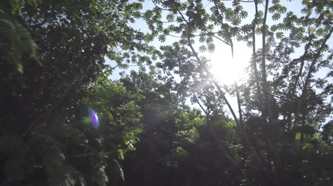 Driving in the Jungle - Sunlight shines through trees Video stock 47779453