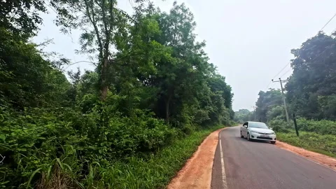 Driving on the Left Through Jungle Road in Sri Lanka POV Vídeo Stock 331216699
