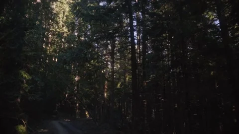 Driving On Lonely Road Through Forest Stock Footage 196741326