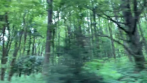 DRIVING BY LOOKING OUT AT TREES IN THE MOUNTAINS Stock Footage 132276305