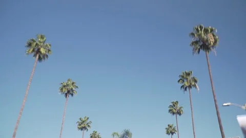Driving looking up at palm trees in beverly hills Stock Footage 84158246