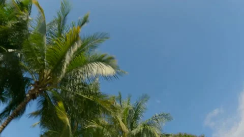 Driving Looking Up At Palm Trees Vídeo Stock 144589361