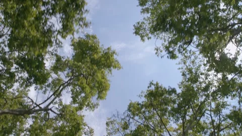 Driving looking up at trees and blue sky with clouds Stock Footage 249417392