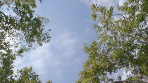 Driving looking up at trees and blue sky with clouds 8K Stock Footage 249689632