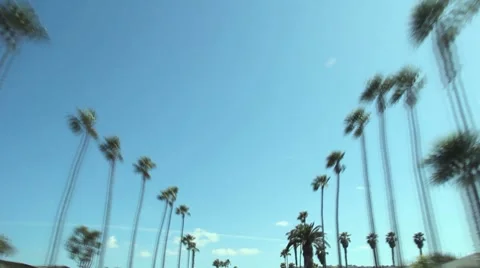 Driving in Los Angeles between palm tree tops Stock Footage