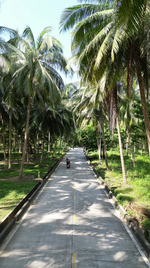 Driving a Motorcycle on a Tropical Palm Tree Road in Koh Phangan, Thailand Stock Footage 335812893