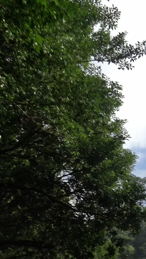 Driving On Mountain Road Through Forest With Turns in Asia. Driving on an empty  Stock Footage 318840679