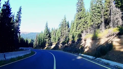 Driving on a mountain road through tall pine trees Stock Footage 71489942