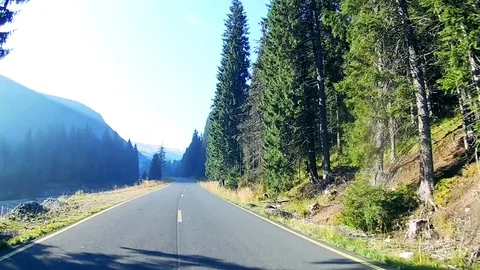Driving on a mountain road through tall pine trees, with view of a river Stock-Footage 71490534