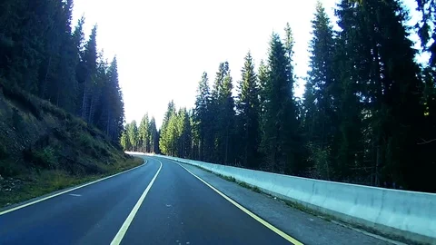 Driving on a mountain road through tall pine trees on a sunny day Stock Footage 71490778