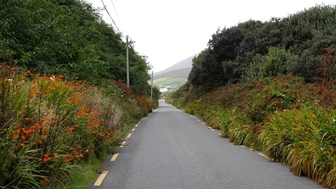 Driving narrow R559 road between flowers in Ireland Vídeos de archivo 129602278
