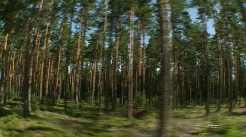 Driving near pine tree forest Stock Footage 81306