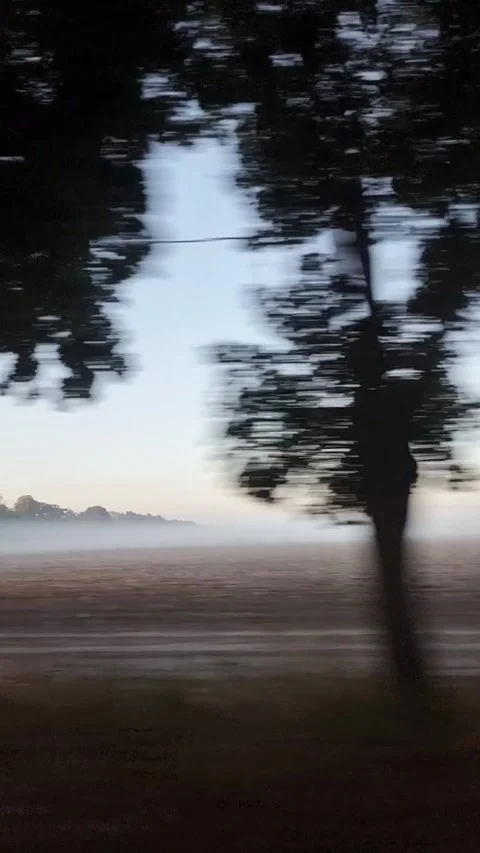 Driving o n tree-lined road in morning fog. Stock Footage 329227948