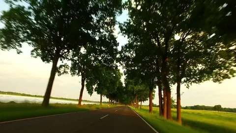 Driving on an open country road - Branches - POV Stock Footage 84576997