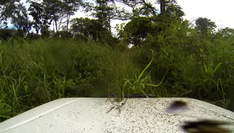 Driving Out Of Thick Tall Grass In Zambia Stock Footage 196845929