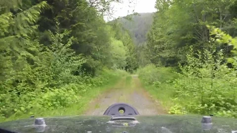 Driving overgrown logging road Stock Footage 172448518