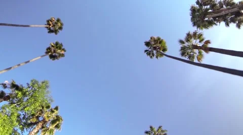Driving with Palm trees over head slow motion Video stock 40387270