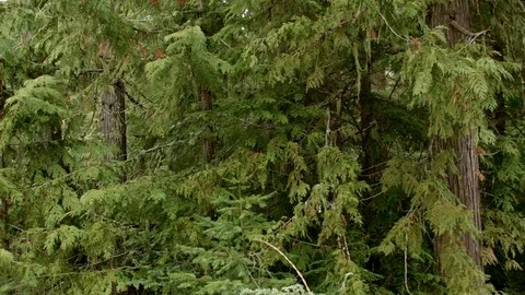 Driving pan 2 Wet Rainy Cascade Mountain Oregon Forest in Spring Stock Footage 81653559