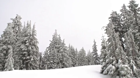 Driving Pass A Snow Covered Forest Vídeo Stock 84840858