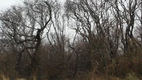 Driving past bare trees and homes Stock Footage 10755130