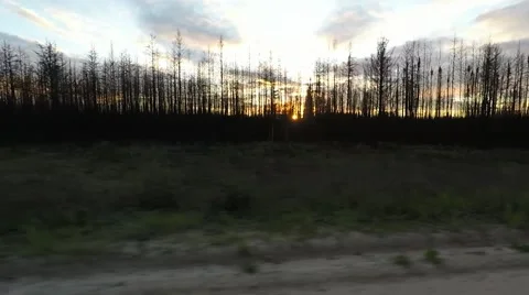 Driving past a forest fire aftermath Stock Footage 55021270