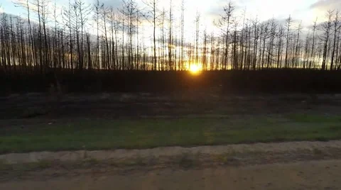 Driving past a forest fire site 動画素材 55021068