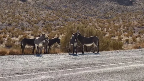 Driving past a group of wild donkeys standing near a road in Beatty, Nevada Stock Footage 299762445