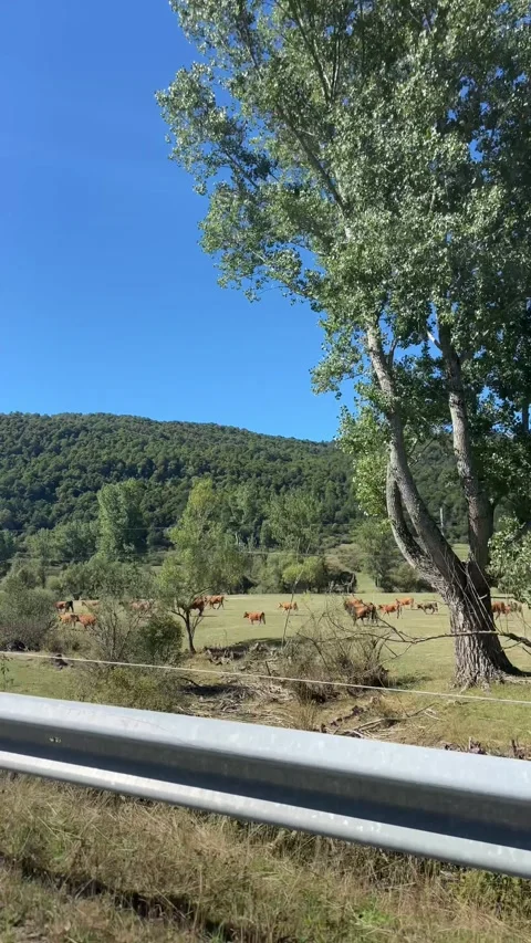 Driving past a herd of brown cows grazing peacefully in a lush green pasture Stock Footage 345424778