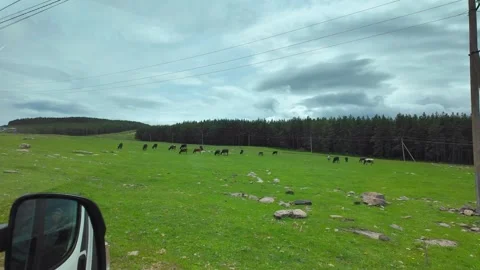 Driving past a herd of cows grazing in a green pasture Видео 341568688