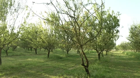 Driving past identical trees from left to right during the daytime 库存影片 251838814