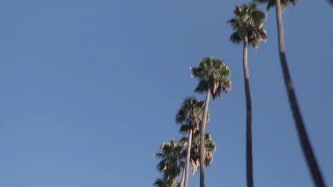 Driving past palm trees in beverly hills los angeles Stock Footage 84158354