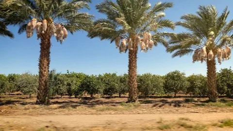 Driving past a row of Date Palm trees Stockbeeldmateriaal 127737548