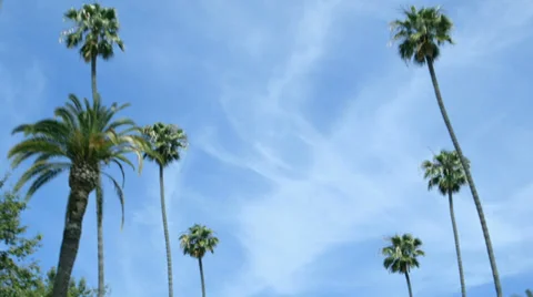 Driving past rows of palm trees Vídeo Stock 34430936