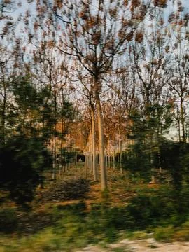 Driving past rows of trees at sunset creating motion blur. Rows of trees at Stock Photos