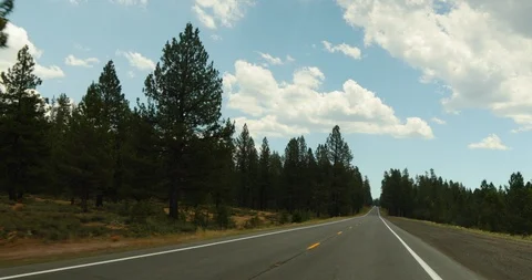 Driving Past Trees on Empty Country Road Stock Footage 97135684
