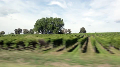 Driving  Past Vineyards. Vidéo 68028996