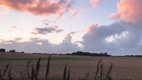 Driving past a wheatfield, summer clouds at sunset Stock Footage 312013371