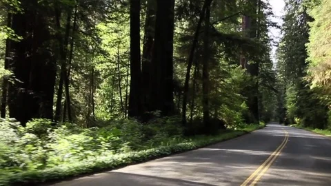 Driving on a paved road in the Redwoods Stock Footage 78548722