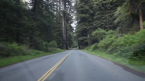 Driving on a paved road in the woods Stock Footage 78548586